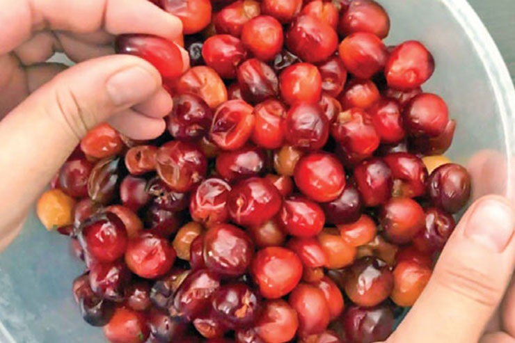 مربای گیلاس