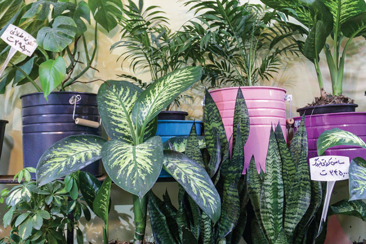 با یک گل بهار نمی‌شود