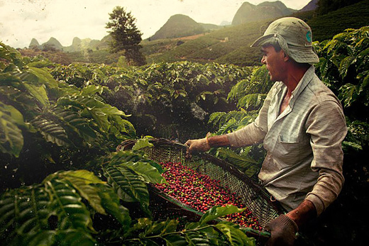 خشکسالی بیسابقه در برزیل و تاثیر آن بر افزایش قیمت قهوه + عکس خشکسالی بیسابقه در برزیل و تاثیر آن بر افزایش قیمت قهوه + عکس