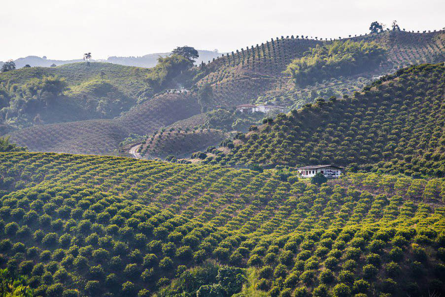 خشکسالی بیسابقه در برزیل و تاثیر آن بر افزایش قیمت قهوه + عکس خشکسالی بیسابقه در برزیل و تاثیر آن بر افزایش قیمت قهوه + عکس