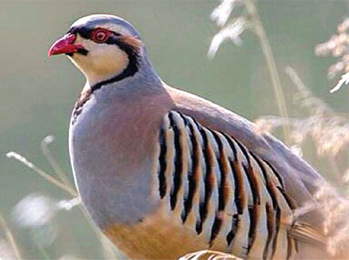 کوک موسیقی با جُلجُل «کوک» و «چکوک» کوک موسیقی با جُلجُل «کوک» و «چکوک»