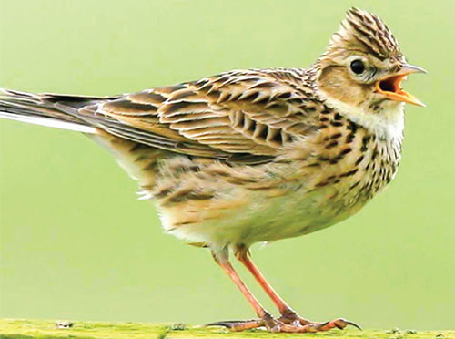 کوک موسیقی با جُلجُل «کوک» و «چکوک» کوک موسیقی با جُلجُل «کوک» و «چکوک»
