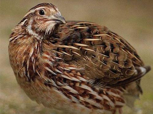 کوک موسیقی با جُلجُل «کوک» و «چکوک» کوک موسیقی با جُلجُل «کوک» و «چکوک»