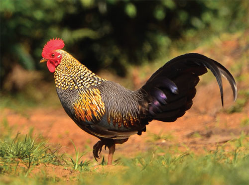 کوک موسیقی با جُلجُل «کوک» و «چکوک» کوک موسیقی با جُلجُل «کوک» و «چکوک»