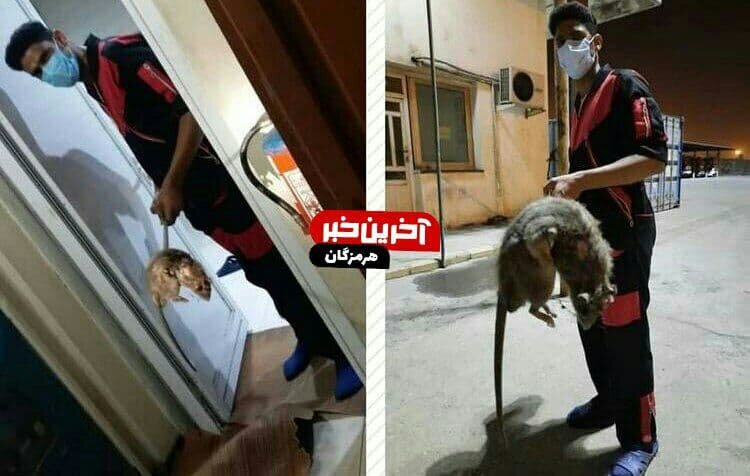 آیا شکار موش بزرگ و غول پیکر در بندرعباس صحت دارد؟ + عکس اصلی