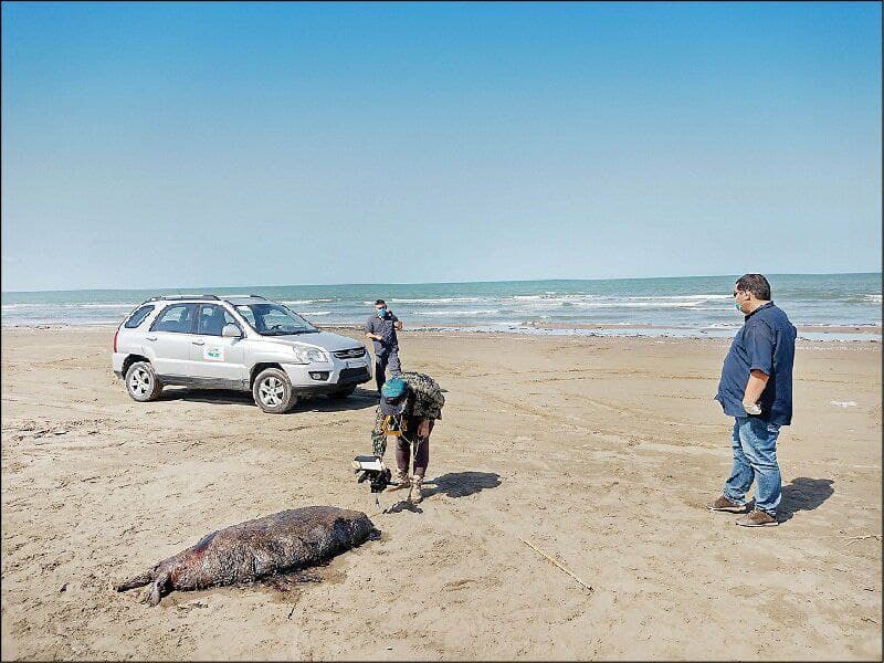 درباره علت مرگ فکهای خزری؛ ردپای مانورنظامی در پرونده درباره علت مرگ فکهای خزری؛ ردپای مانورنظامی در پرونده