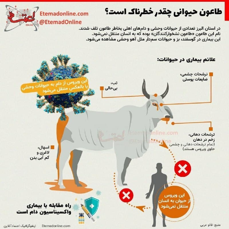 طاعون حیوانی چیست؟ | علائم، پیشگیری و درمان