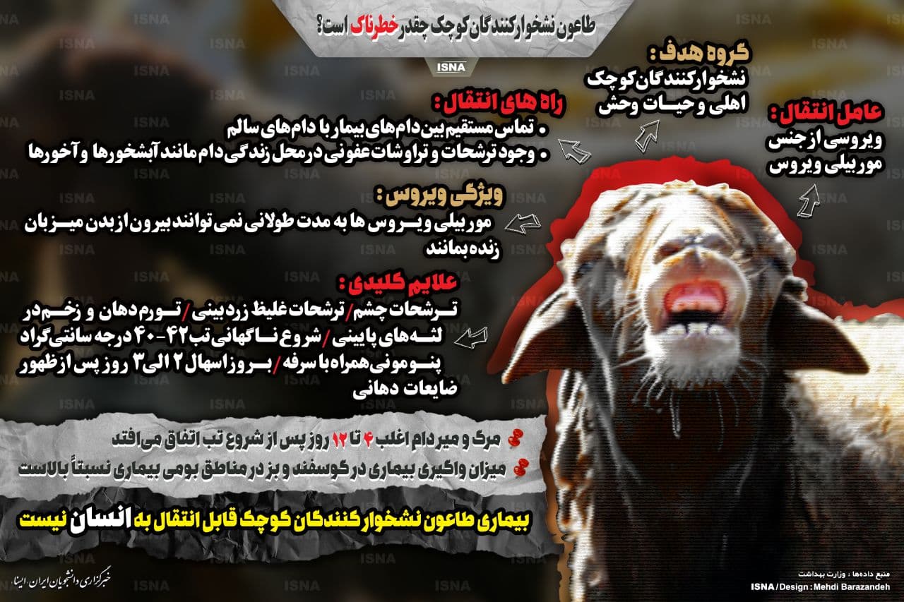 اینفوگرافیک | &laquo;طاعون نشخوارکنندگان کوچک&raquo; چقدر خطرناک است؟
