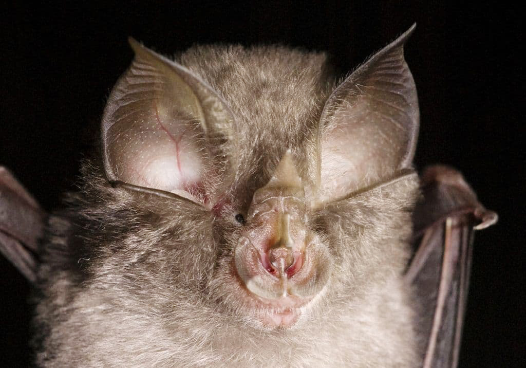 حیواناتی با چهرههای متفاوتی حیواناتی با چهرههای متفاوتی