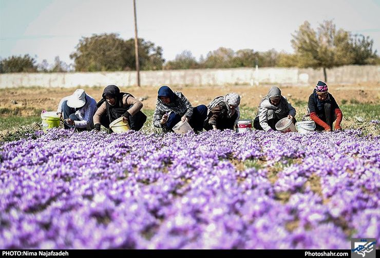 رشد ۲۰ درصدی قیمت زعفران در بازار