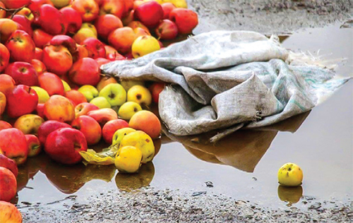 خبری از بوی خوش سیب نیست خبری از بوی خوش سیب نیست