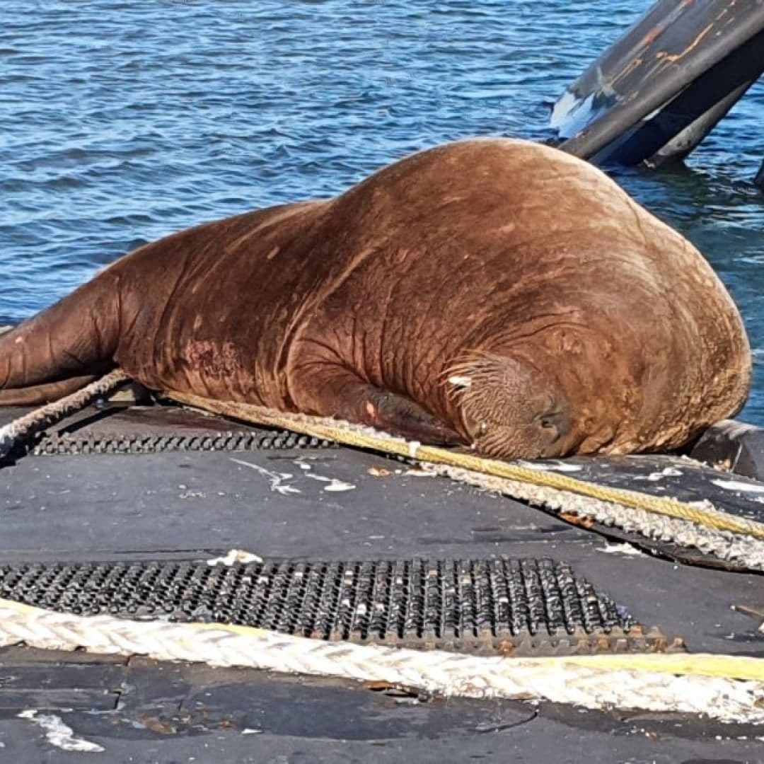 نشست گلاسکو و بحران‌های محیط زیستی که زمین را تهدید می‌­کند + عکس