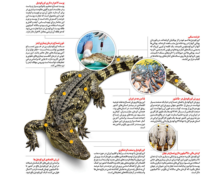 قیمت هر کروکودیل، ۶۵۰ میلیون تومان! | تجارت پرسود کروکودیل در ایران قیمت هر کروکودیل، ۶۵۰ میلیون تومان! | تجارت پرسود کروکودیل در ایران
