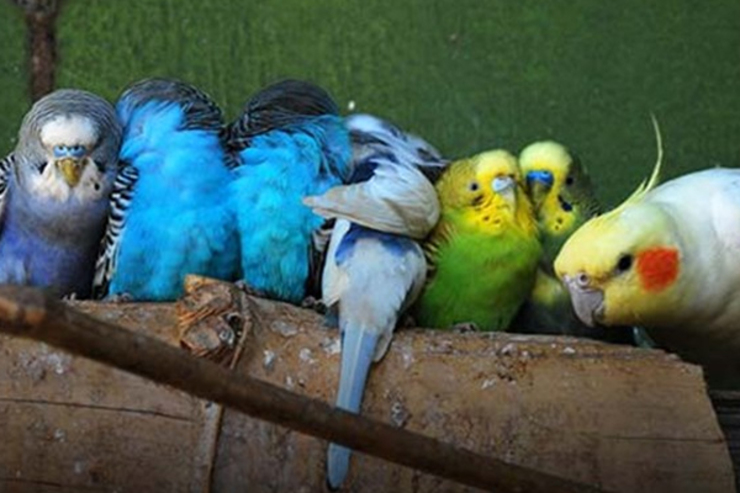 ۱۳ میلیارد ریال پرنده قاچاق به کشورهای عربی نرسید