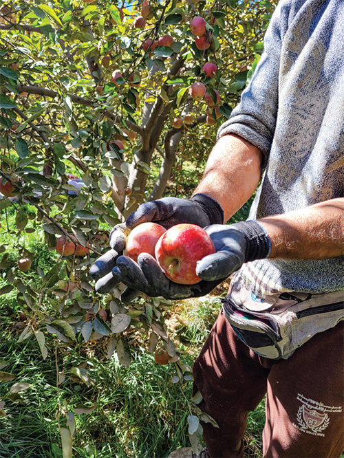 پایتخت سیب خراسان هنوز به «بار» ننشسته است پایتخت سیب خراسان هنوز به «بار» ننشسته است
