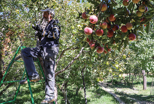 پایتخت سیب خراسان هنوز به «بار» ننشسته است پایتخت سیب خراسان هنوز به «بار» ننشسته است