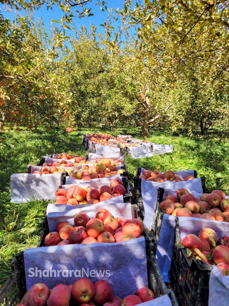 روایتی از شهر روایتی از شهر