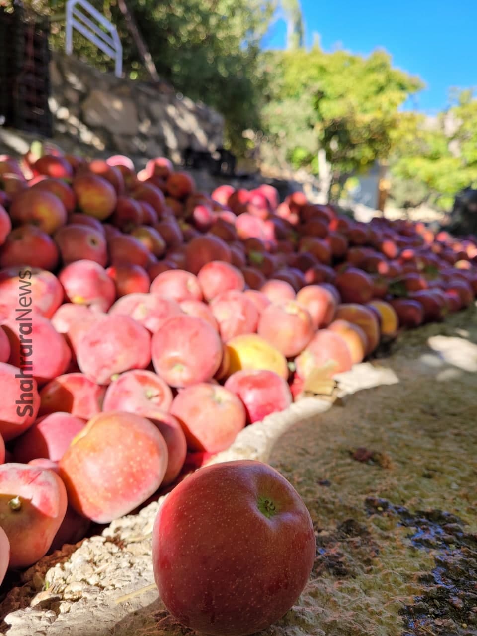 پایتخت سیب خراسان هنوز به «بار» ننشسته است پایتخت سیب خراسان هنوز به «بار» ننشسته است