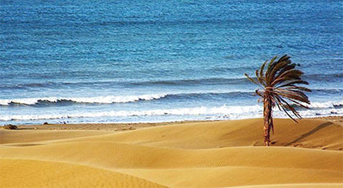 از سوءقصد به تک درخت «درک» تا «درختان مایع» در صربستان از سوءقصد به تک درخت «درک» تا «درختان مایع» در صربستان