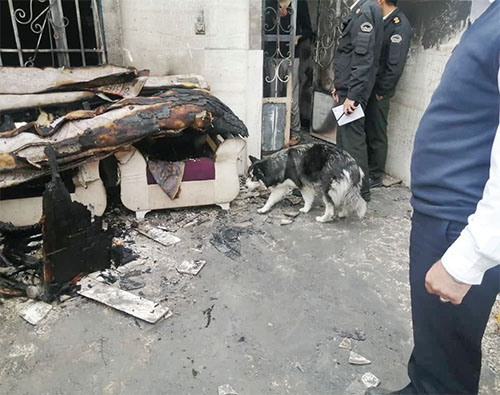 آتش سوزی سگی! آتش سوزی سگی!