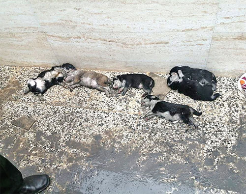 آتش سوزی سگی! آتش سوزی سگی!