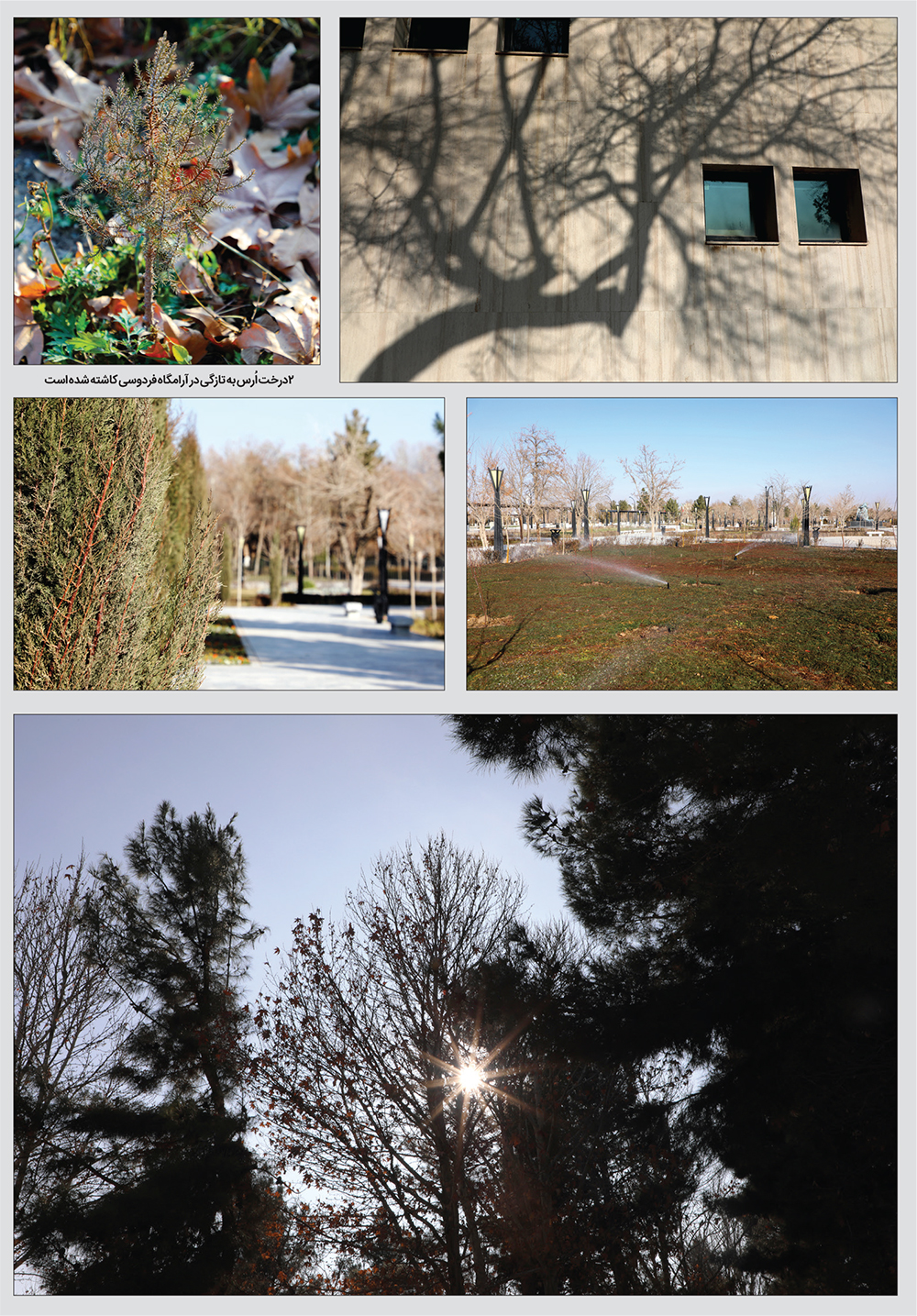 فردوسی ایرانی در حصار گیاهان خارجی فردوسی ایرانی در حصار گیاهان خارجی