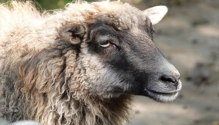 از قیمت گوسفند زنده چه خبر؟ قیمت دام زنده