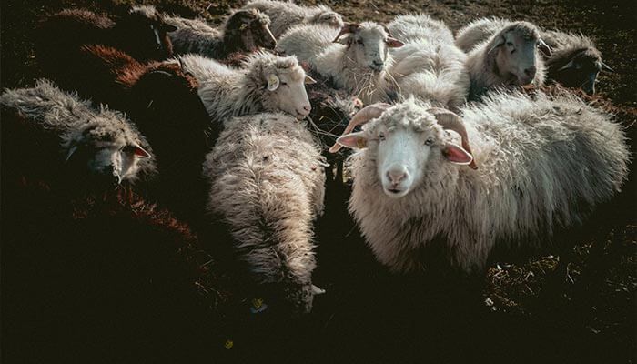 از قیمت گوسفند زنده چه خبر؟ خرید گوسفند