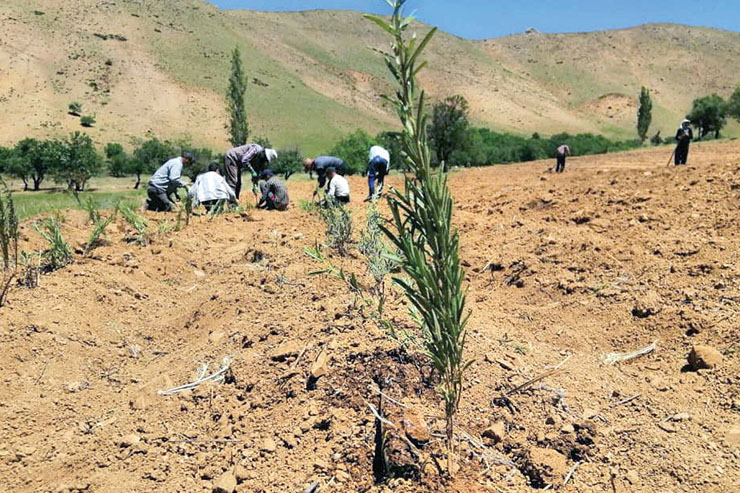 کسب و کار خوشبو، اما خطیر کسب و کار خوشبو، اما خطیر