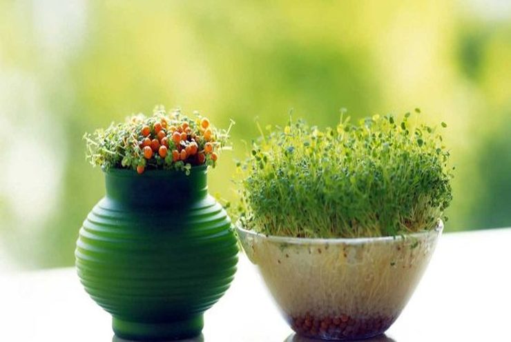 سبزه عید یکی از مهمترین اجزاء  سفره هفت سین است. برای داشتن سبزه‌ای که رشد خوبی داشته باشد و تا پایان نوروز با طراوت باقی بماند باید نکاتی را رعایت کرد.