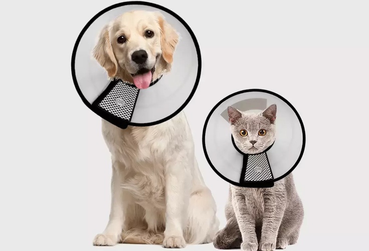 گردنبند الیزابت چیست؟ گردنبند الیزابت چیست؟