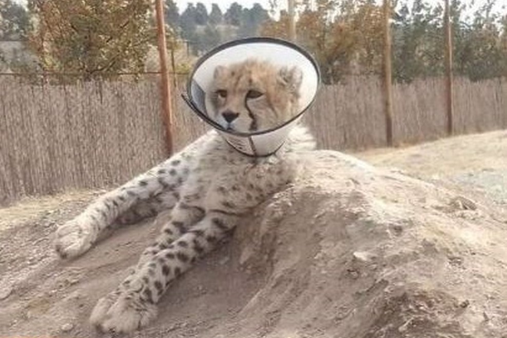 آیا پیروز، یوزپلنگ ایرانی بیمار شده است؟ + عکس آیا پیروز، یوزپلنگ ایرانی بیمار شده است؟ + عکس