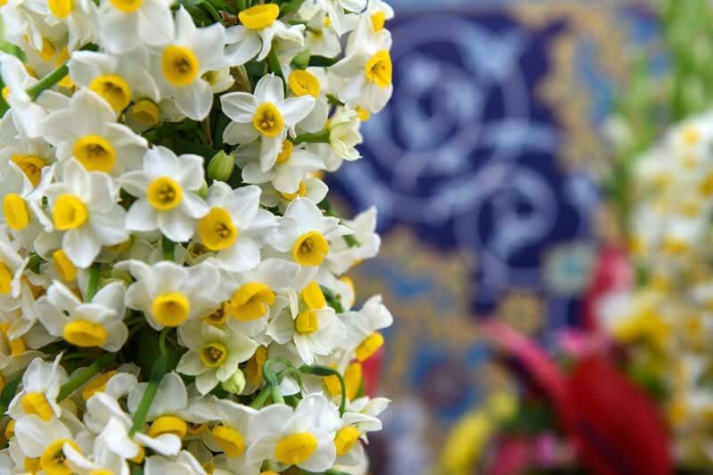 گل آرایی ضریح منور رضوی با ۸ هزار شاخه گل نرگس + فیلم و عکس