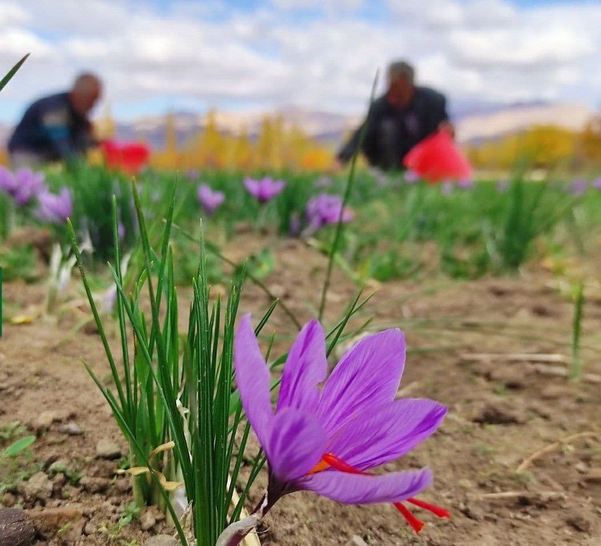 بعید است دولت بتواند الگوی کشت برای زعفران را اجرا کند