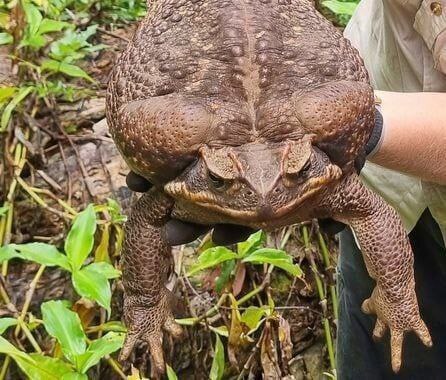 وزغ غول پیکری که رکورد گینس را شکست + فیلم و عکس وزغ غول پیکری که رکورد گینس را شکست + فیلم و عکس