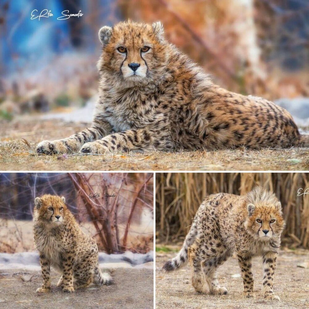 «پیروز» یوزپلنگ ایرانی ۱۰ ماهه شد+ عکس «پیروز» یوزپلنگ ایرانی ۱۰ ماهه شد+ عکس