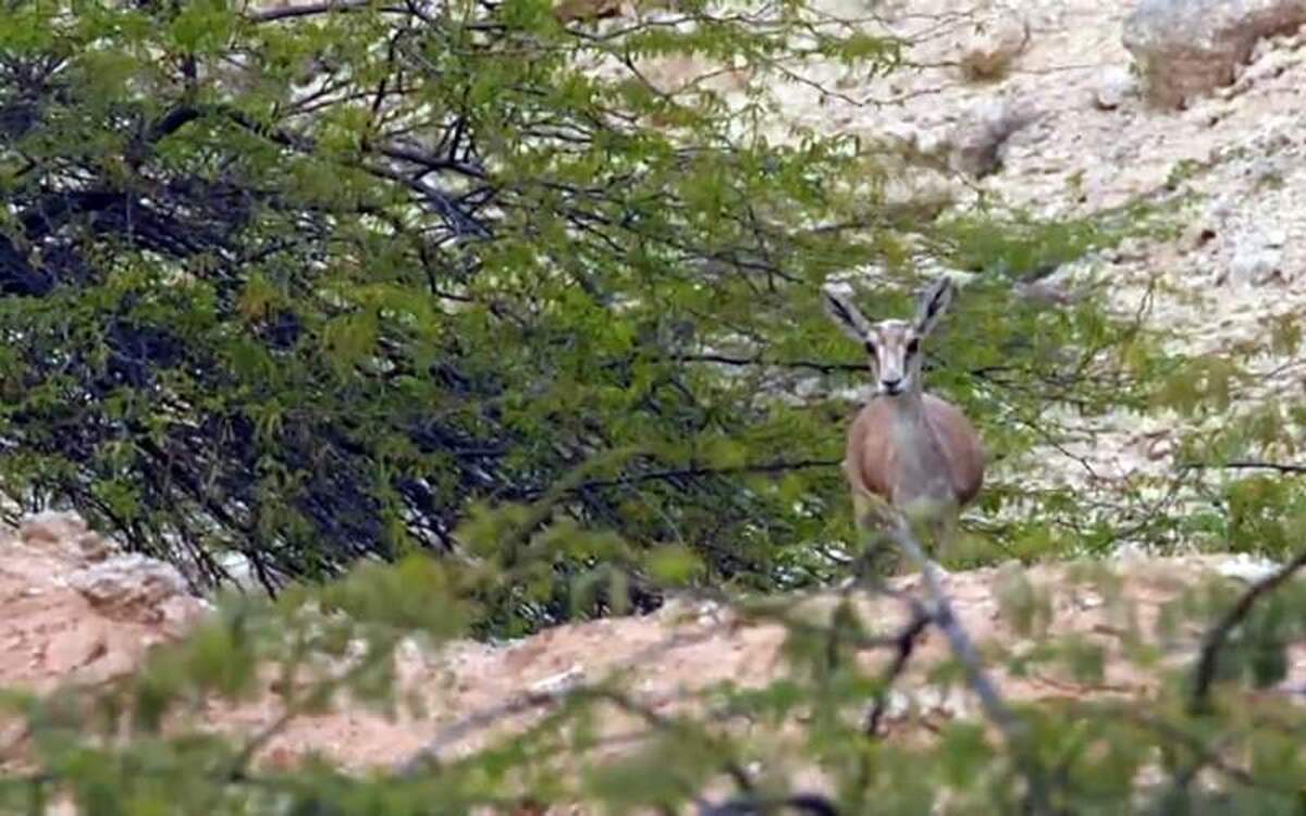 ویدئو| نمای زیبا از آهوان جزیره خارک