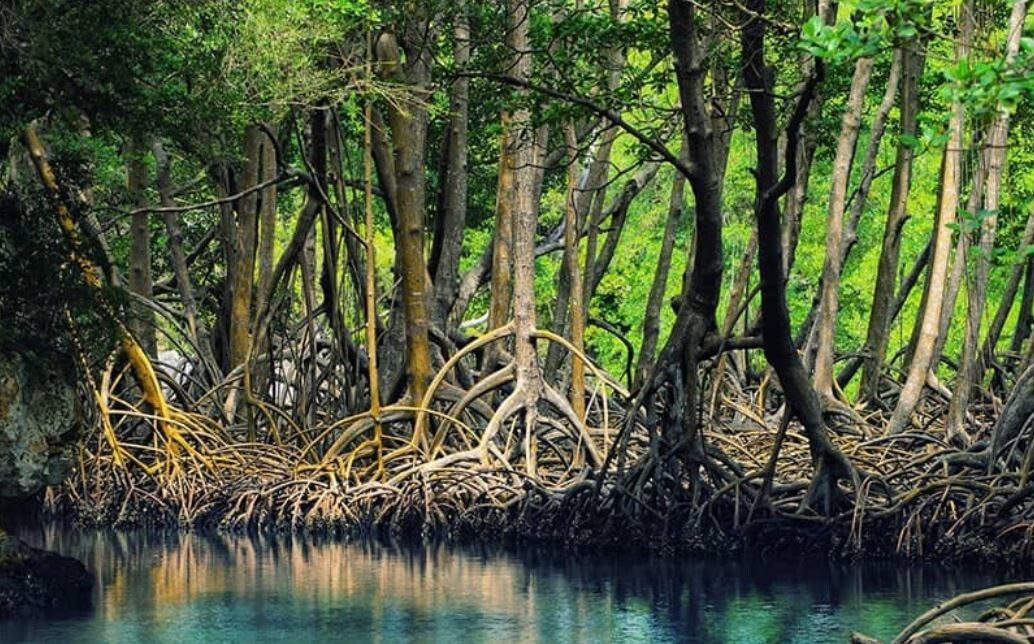 برنامه سفر ۵ روزه به قشم برنامه سفر ۵ روزه به قشم