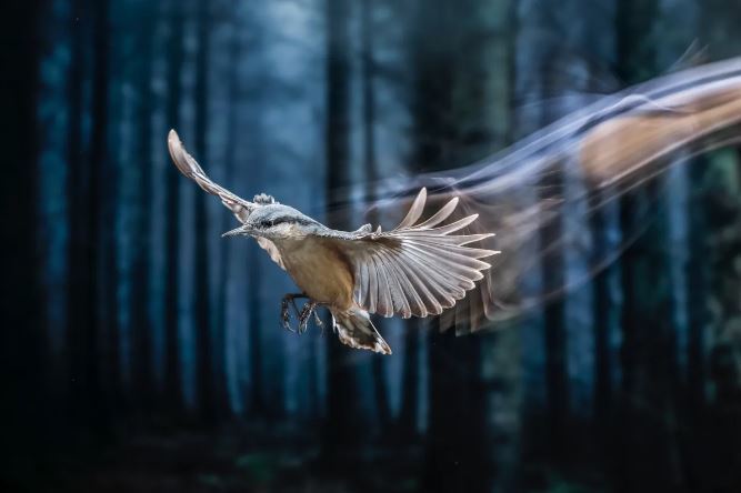 عکسهای برنده مسابقه عکاسی جزایر قناری ۲۰۲۳ عکسهای برنده مسابقه عکاسی جزایر قناری ۲۰۲۳