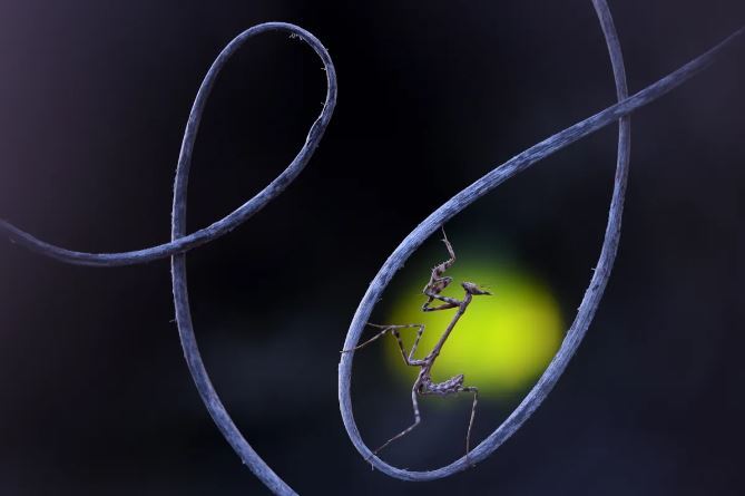 عکسهای برنده مسابقه عکاسی جزایر قناری ۲۰۲۳ عکسهای برنده مسابقه عکاسی جزایر قناری ۲۰۲۳