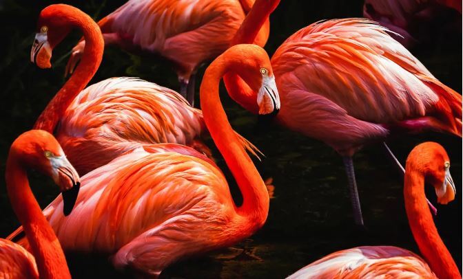 عکسهای برنده مسابقه عکاسی جزایر قناری ۲۰۲۳ عکسهای برنده مسابقه عکاسی جزایر قناری ۲۰۲۳