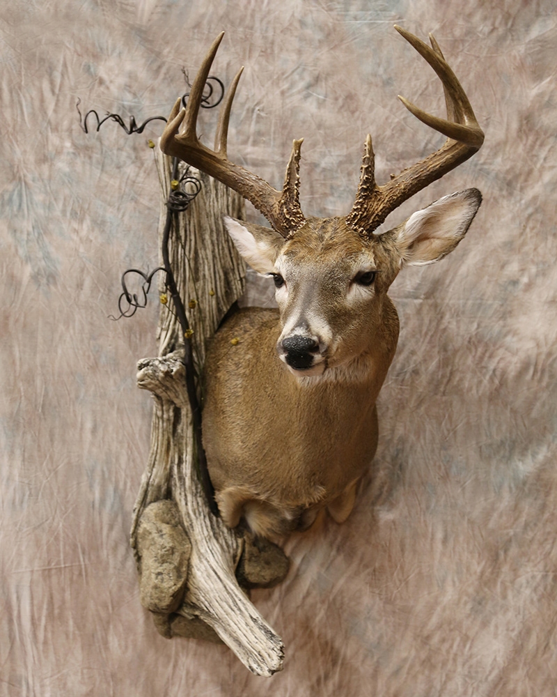 تاکسیدرمی چیست و چرا انجام میشود؟ تاکسیدرمی چیست و چرا انجام میشود؟