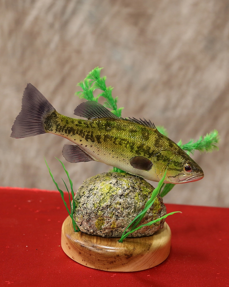 تاکسیدرمی چیست و چرا انجام میشود؟ تاکسیدرمی چیست و چرا انجام میشود؟