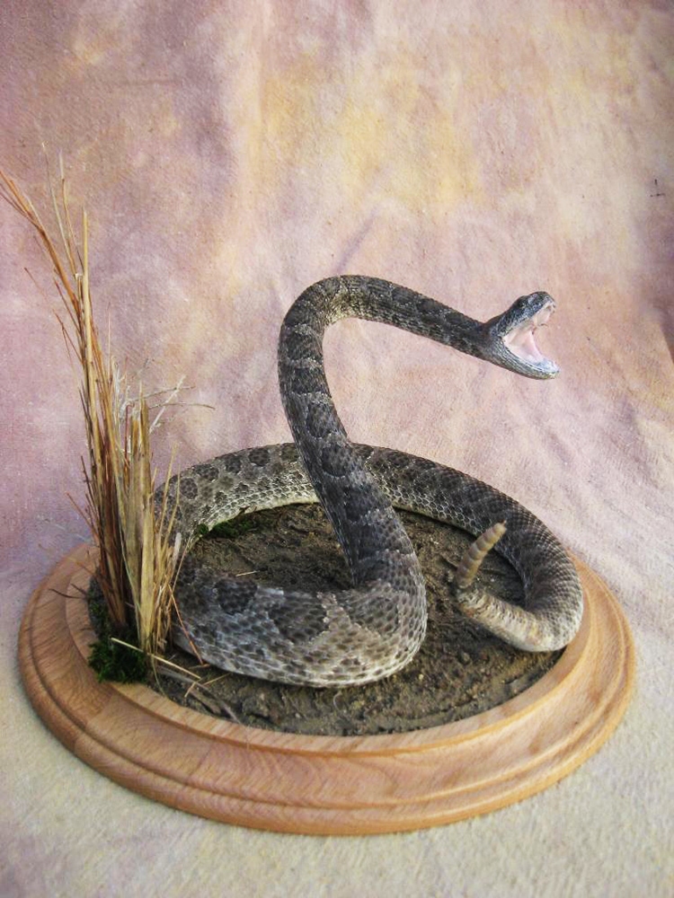 تاکسیدرمی چیست و چرا انجام میشود؟ تاکسیدرمی چیست و چرا انجام میشود؟