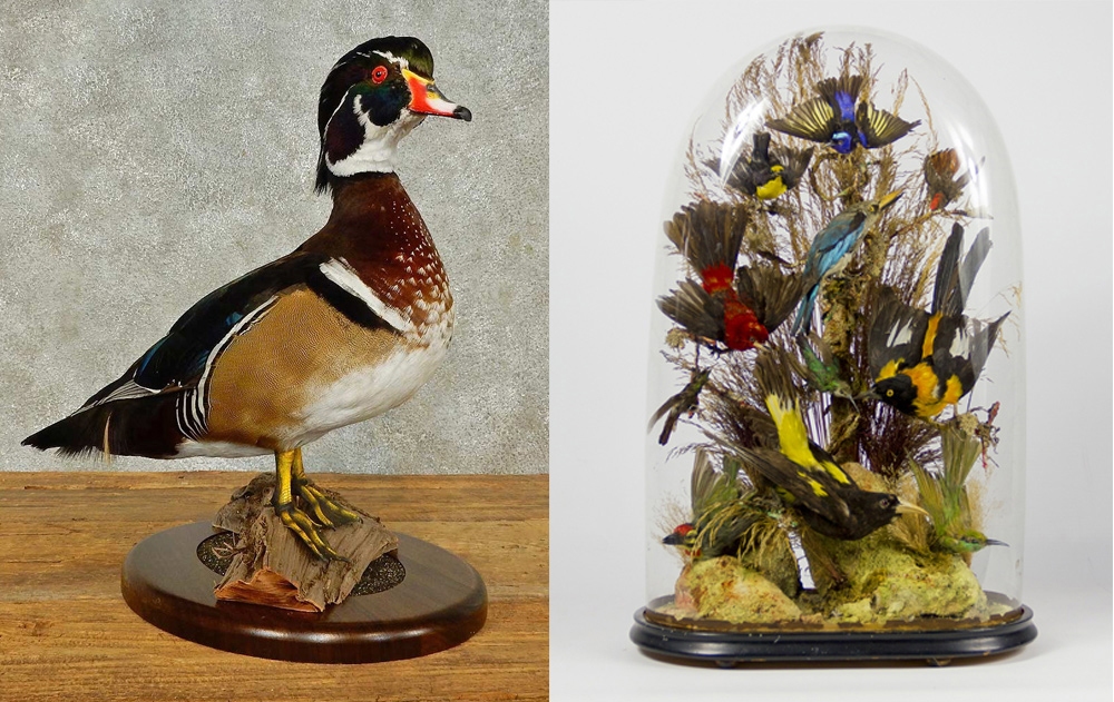 تاکسیدرمی چیست و چرا انجام میشود؟ تاکسیدرمی چیست و چرا انجام میشود؟