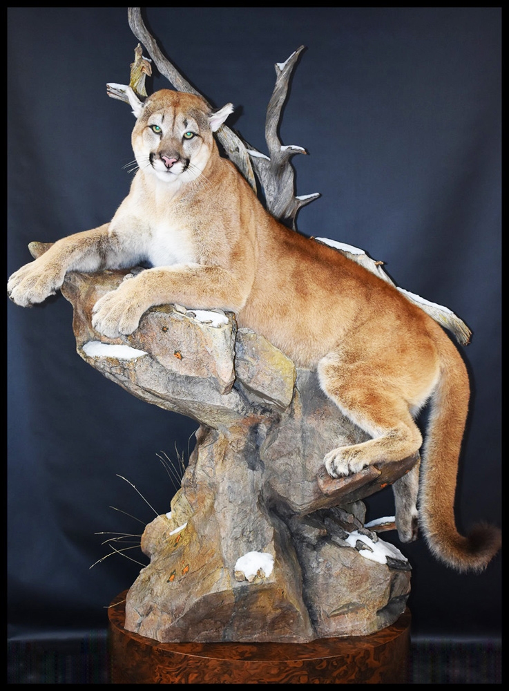 تاکسیدرمی چیست و چرا انجام میشود؟ تاکسیدرمی چیست و چرا انجام میشود؟