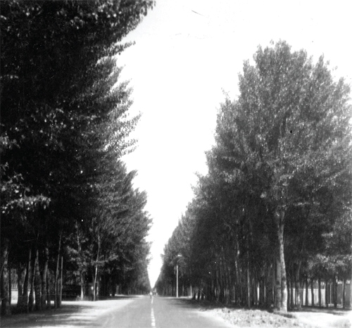 مرثیه‌ای برای درخت‌هایی که نیستند