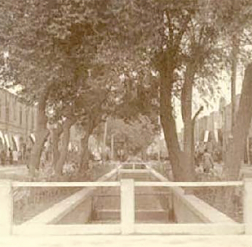 مرثیه‌ای برای درخت‌هایی که نیستند