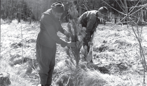 مرثیه‌ای برای درخت‌هایی که نیستند