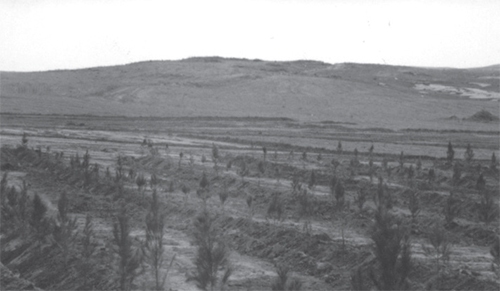 مرثیه‌ای برای درخت‌هایی که نیستند